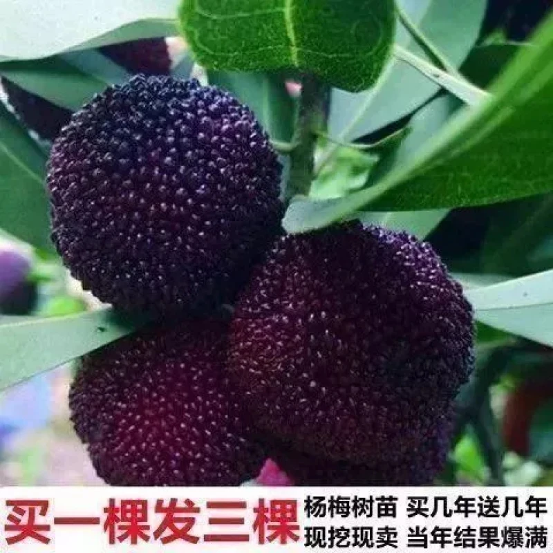 嫁接东魁杨梅树苗南方北方种植果树苗特大黑炭杨梅树苗水晶杨梅苗
