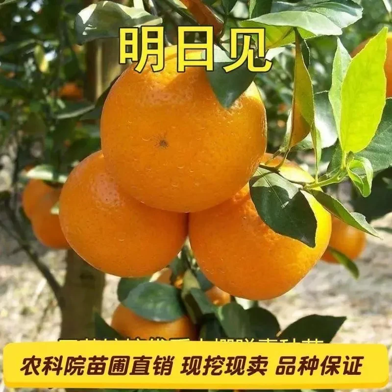 日本明日见柑橘苗阿斯蜜兴津58桔子爱媛34号甘平嫁接果树四季盆栽