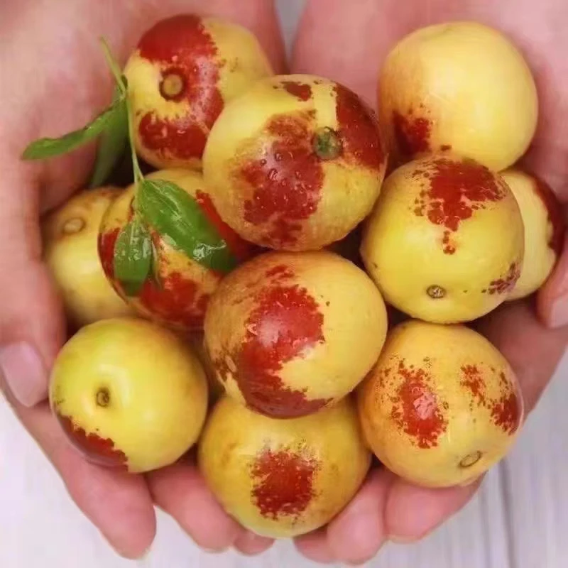 正宗沾化大棚冬枣大果五斤包邮偏远除外果园直发甜脆多汁皮薄核小