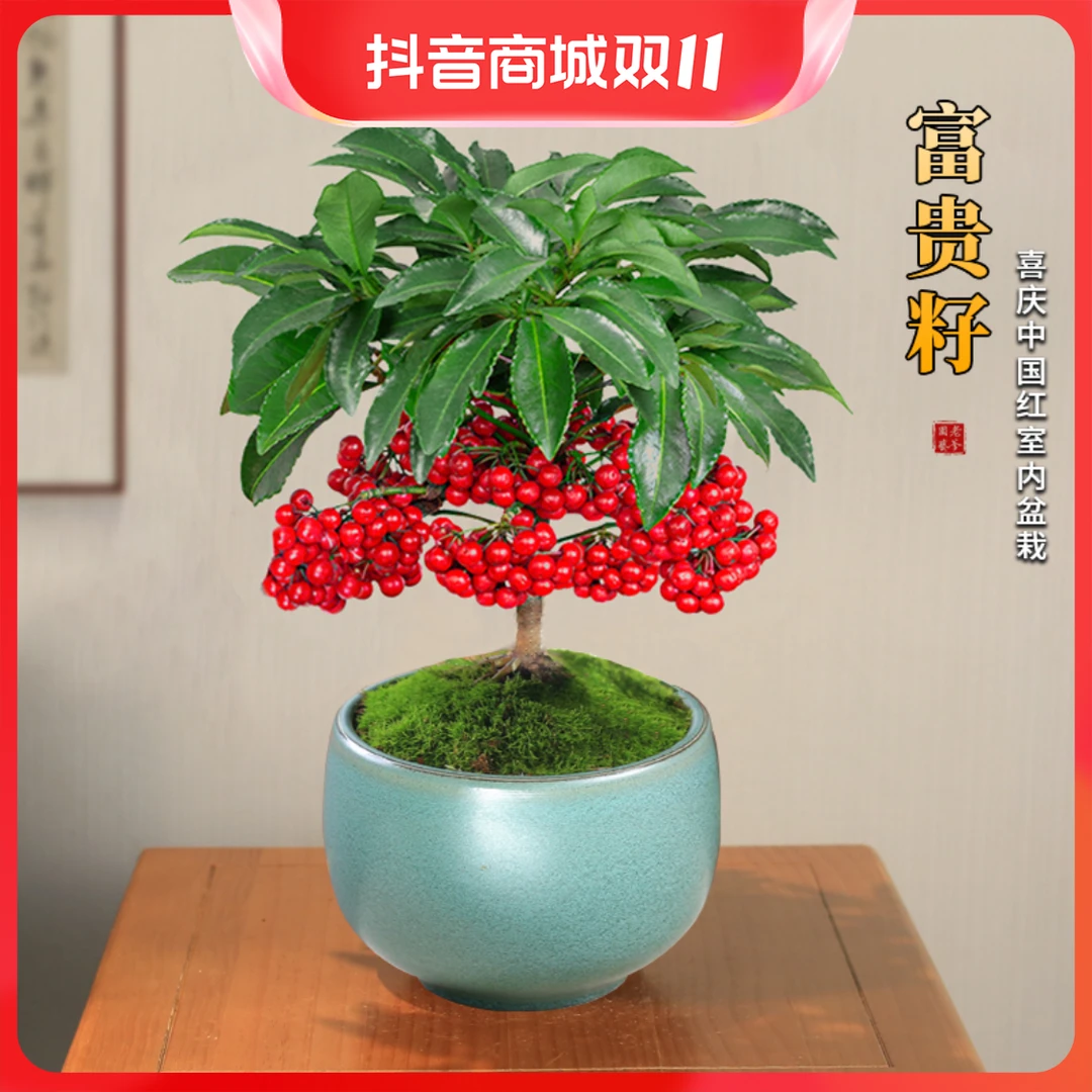 好养的花耐寒富贵子花卉室内植物富贵籽盆栽四季常青带果绿植花卉