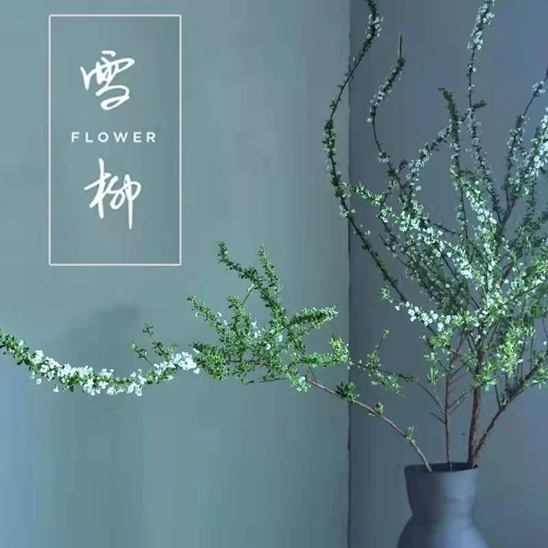 鲜枝雪柳喷雪花干枝梅遇水开花古木逢春水培鲜花带花苞发货发芽