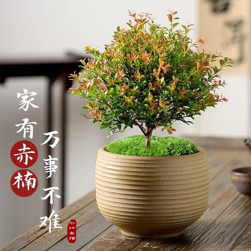 小叶赤楠盆景老桩金丝楠木盆栽室内桌面办公室绿植物四季好养花卉