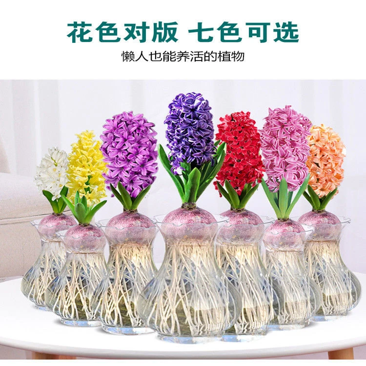 荷兰进口水培风信子种球浓香型花卉室内外阳台种植洋水仙植物好养