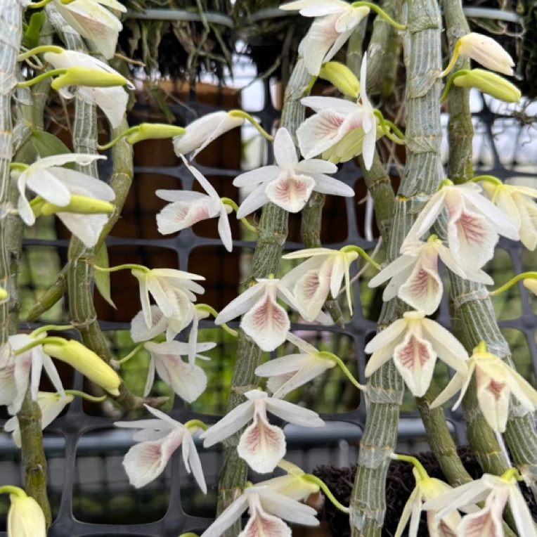 【白贝壳】素雅高级感满满 ，灰棕色眼纹。