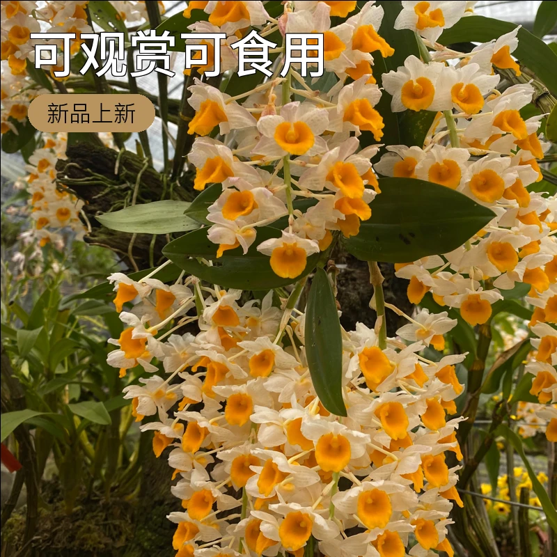 球花石斛开花漂亮浓香型石斛兰