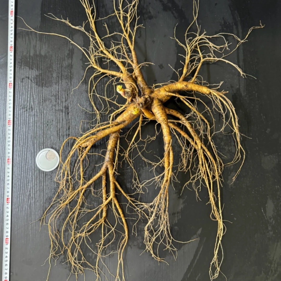 长白山人参/林下参老人参