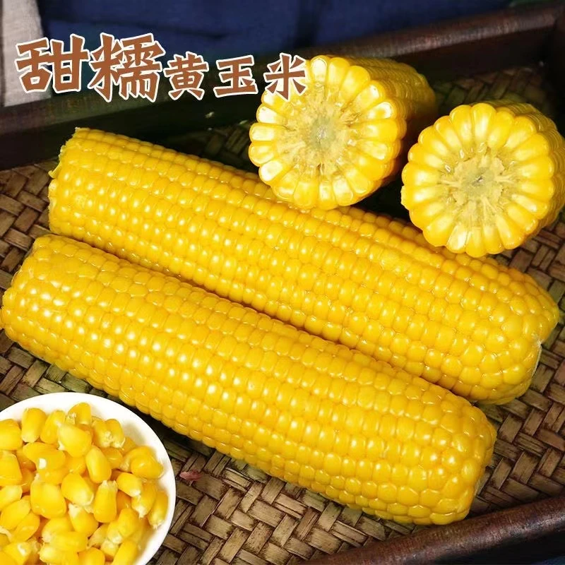 东北特产新鲜黄糯玉米棒甜糯粘玉米真空袋装10支230-260 克