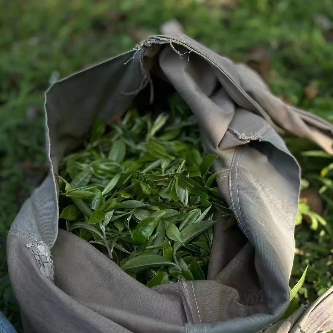 2024年南糯山半坡老寨164号普洱生茶散料