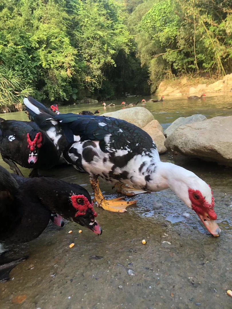 农村泉水散养吃五谷杂粮土鸭番鸭净重6斤左右