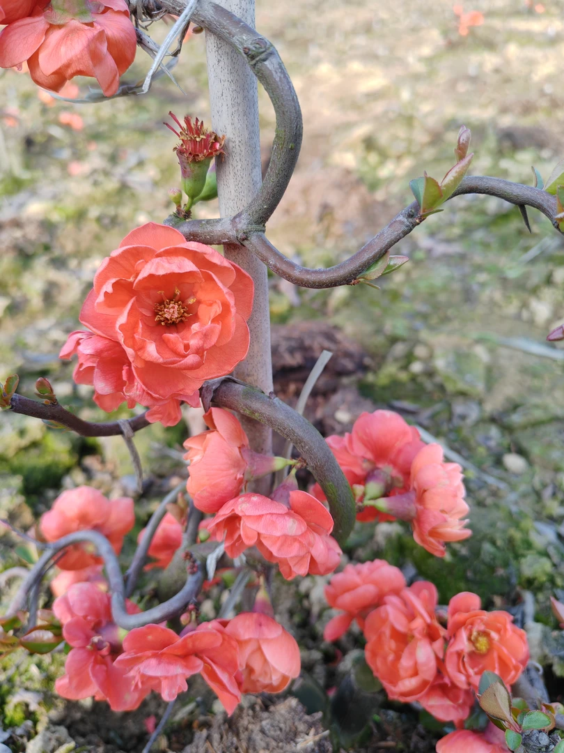 海棠花，变色海棠花彩玉