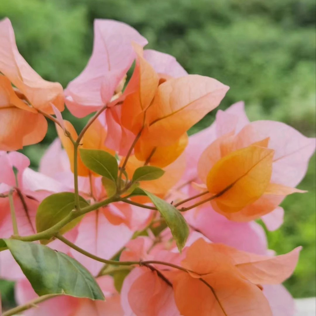变色龙勤花品种可爬藤开花