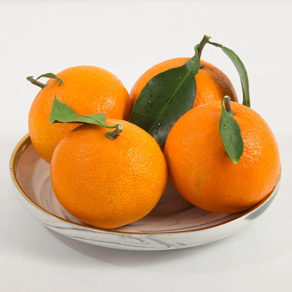 浙江玉环老树红美人新鲜应季水果