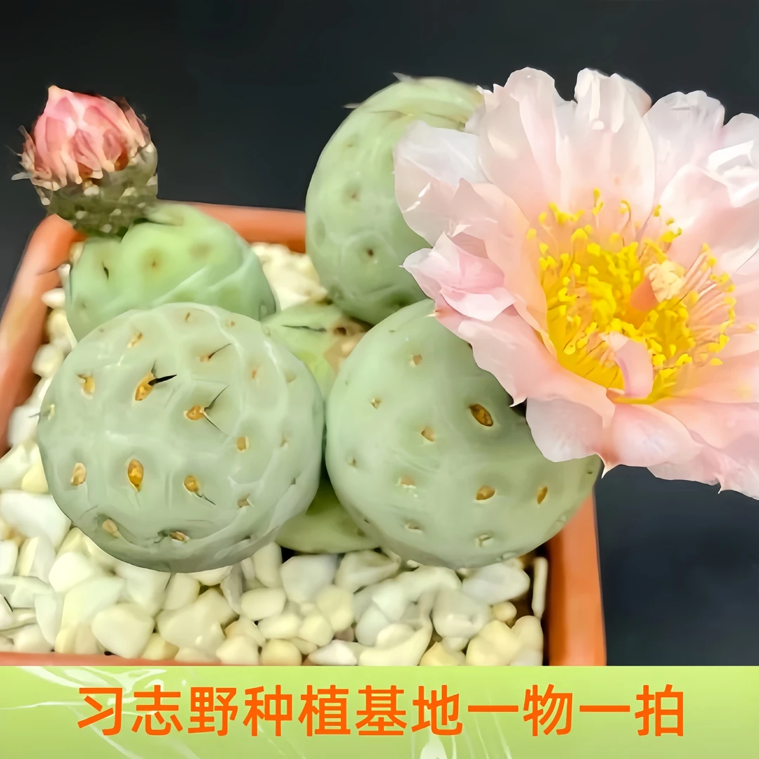 （嫁接单头）习志野实生根嫁接多头群生仙人球一物一拍