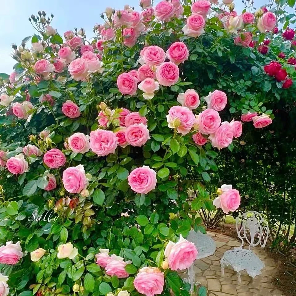 粉色龙沙宝石欧月粉龙爬藤本月季庭院阳台爬藤植物