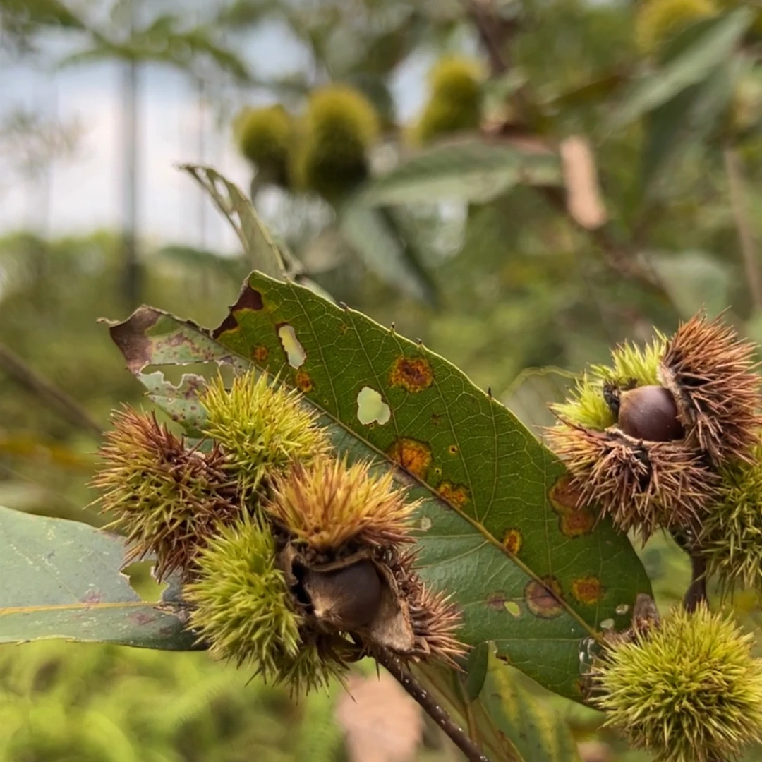 2025江西毛栗子香甜饱满新鲜皮薄优质1斤/3斤/5斤可选