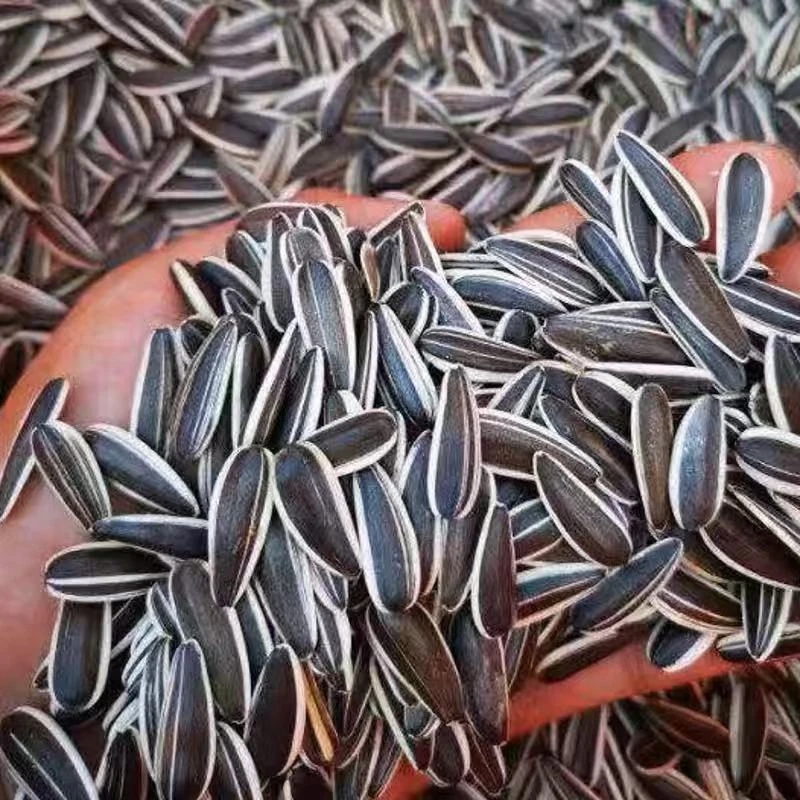 生瓜子2024年新货中颗粒葵花籽内蒙古生瓜子新葵花籽散装新鲜采摘