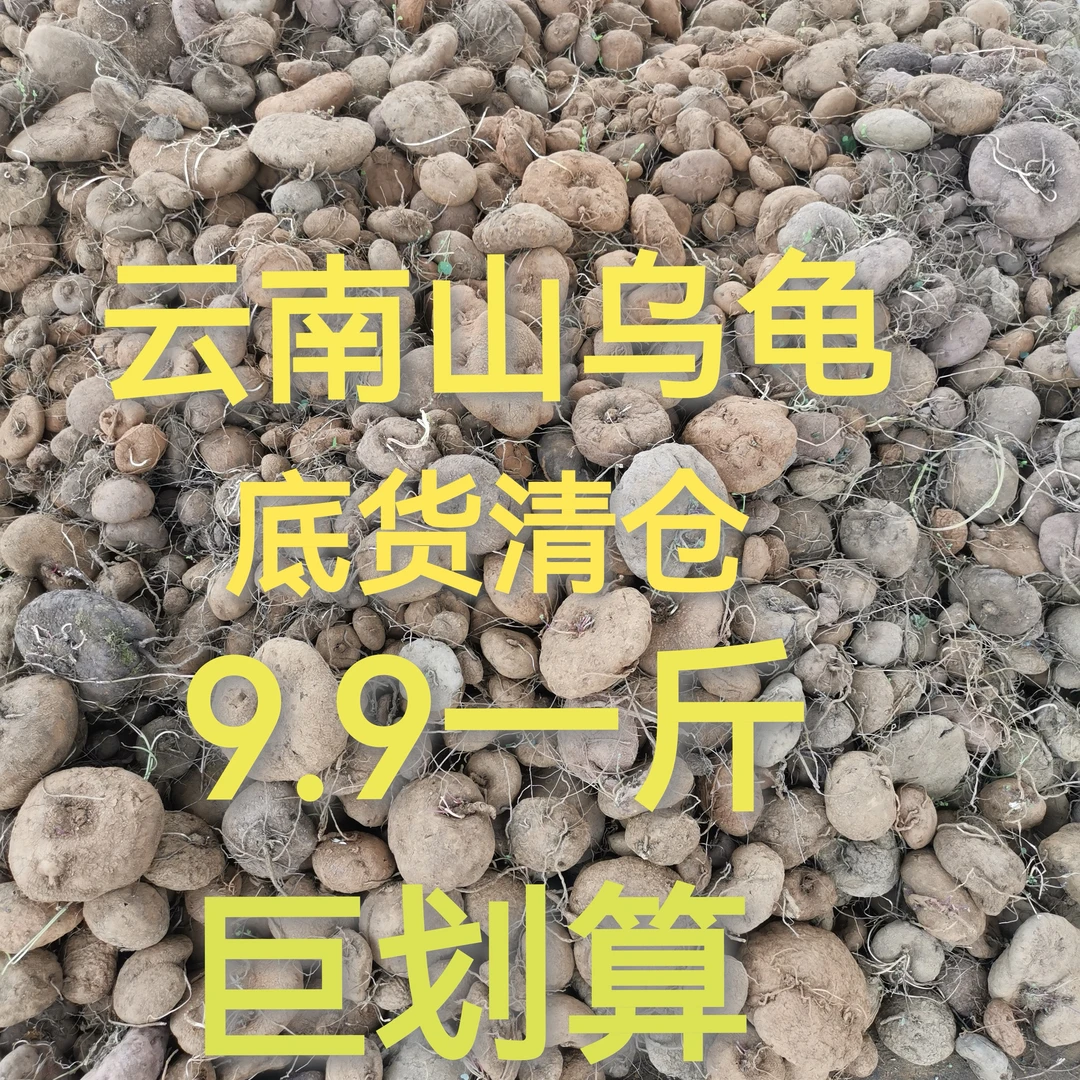 山乌龟巨划算室内底货清仓有坑洼有伤疤不规则介意勿拍