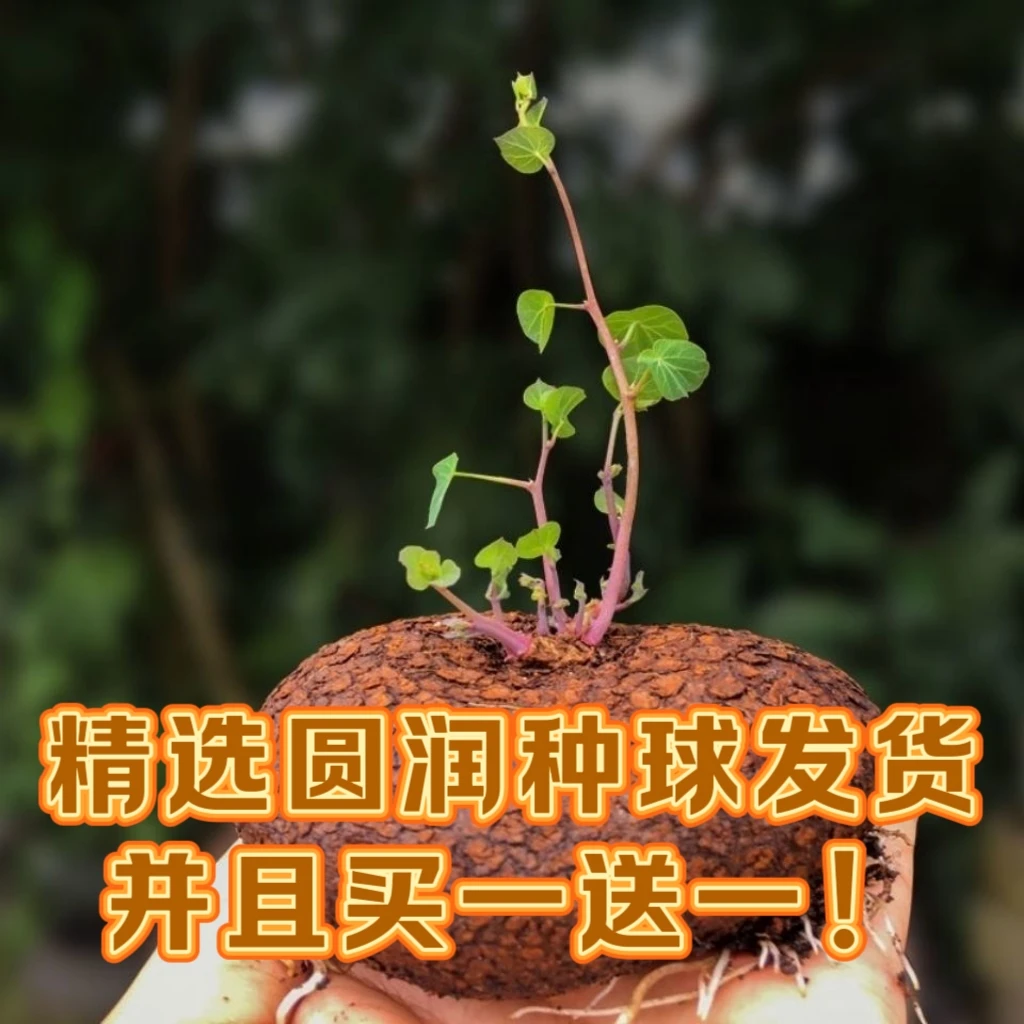 精品山乌龟 买一送一 云南红藤山乌龟绿藤块根爬藤可水培