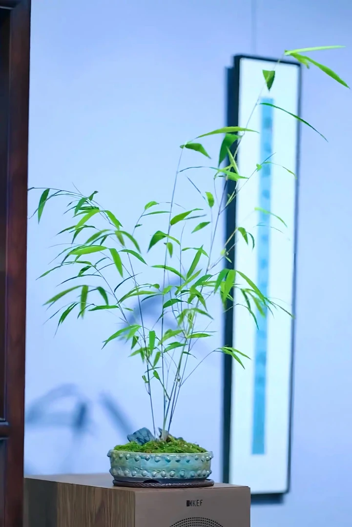 正宗精品内门竹禅雅盆栽名贵竹苗室内外庭院绿植四季常青好养竹子