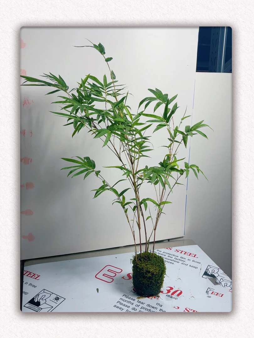 可水培苔藓球红竹红观音竹子鸿运好运竹室内庭院盆栽艺术盆景