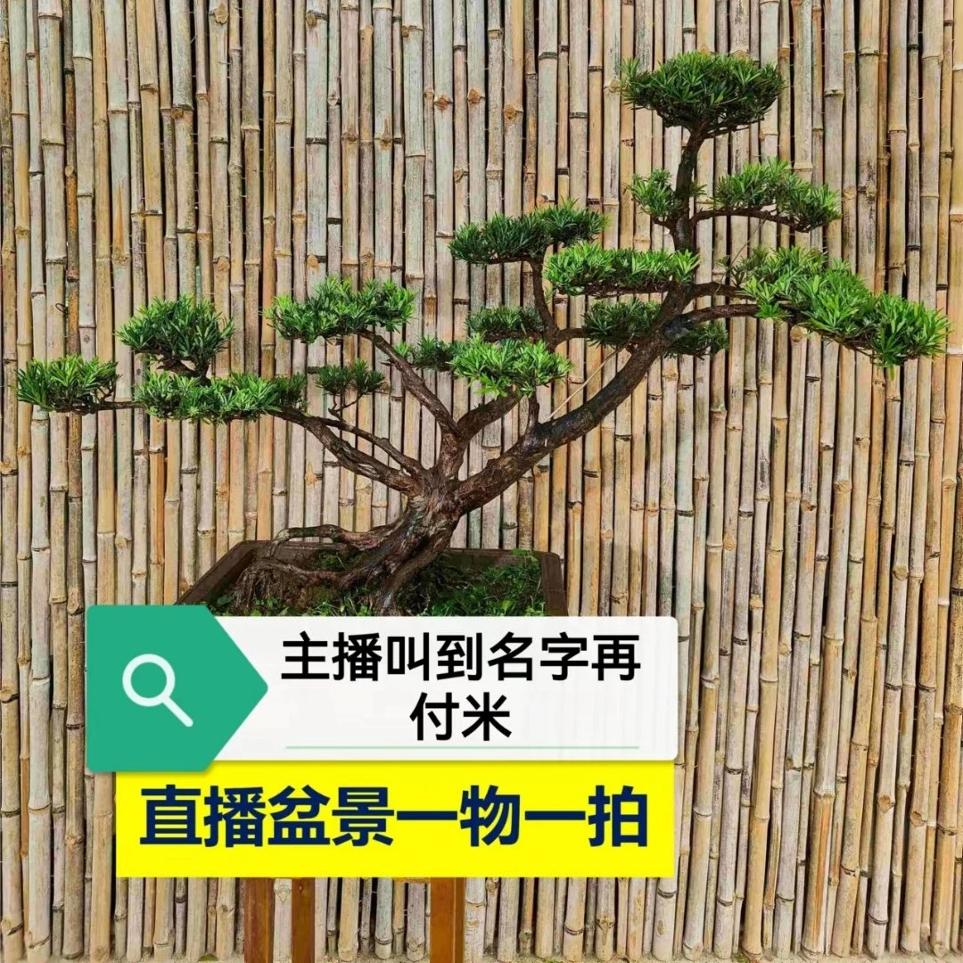 110-500图片为参考直播盆景付米链接主播叫到名字再付款庭院美观