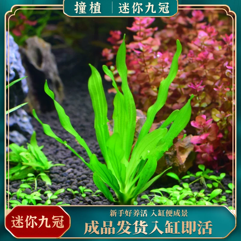 【迷你小九冠】两杯福利迷你小九冠绿珊瑚前景草