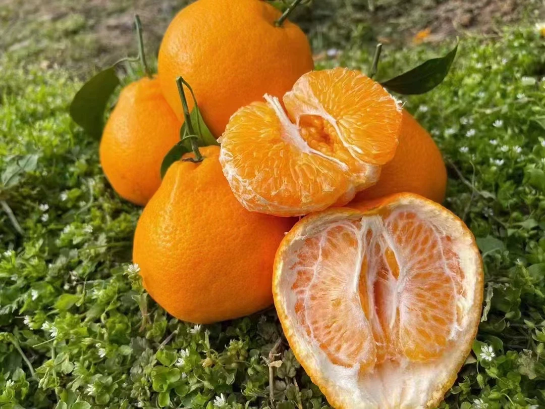 四川高山春见耙耙柑2斤/5斤/8斤，现摘现发，新鲜到家