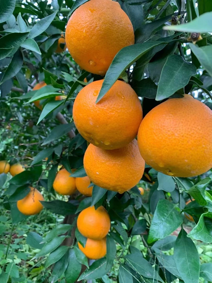 四川爱媛38果冻橙/5斤/8斤自家种植 青海甘肃宁夏海南用京东