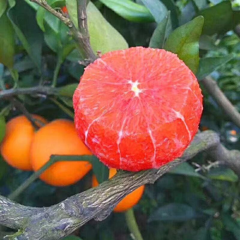 中华红橙/5斤/9斤，现摘现发，纯甜无籽，自然成熟当季新鲜包邮到家