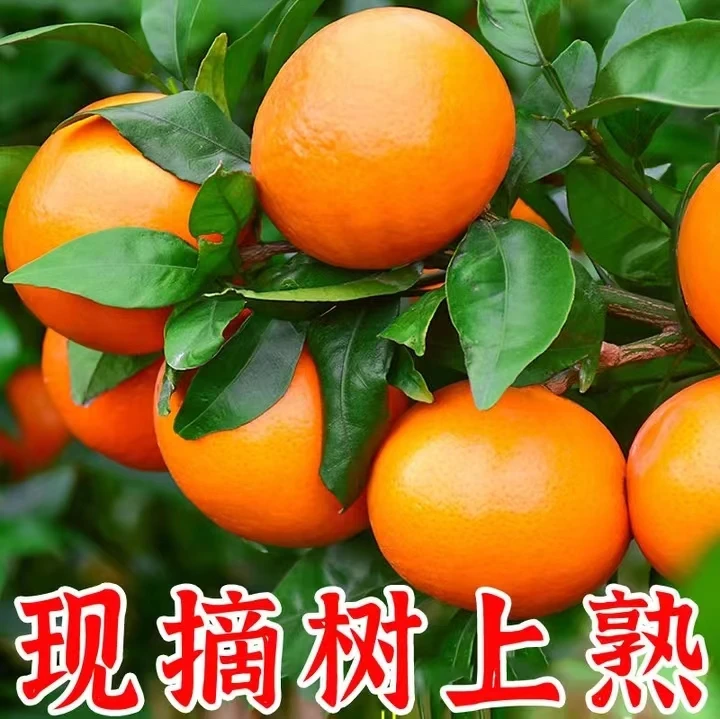 四川冰糖多汁沃柑现摘现发  新鲜采摘，坏果包赔