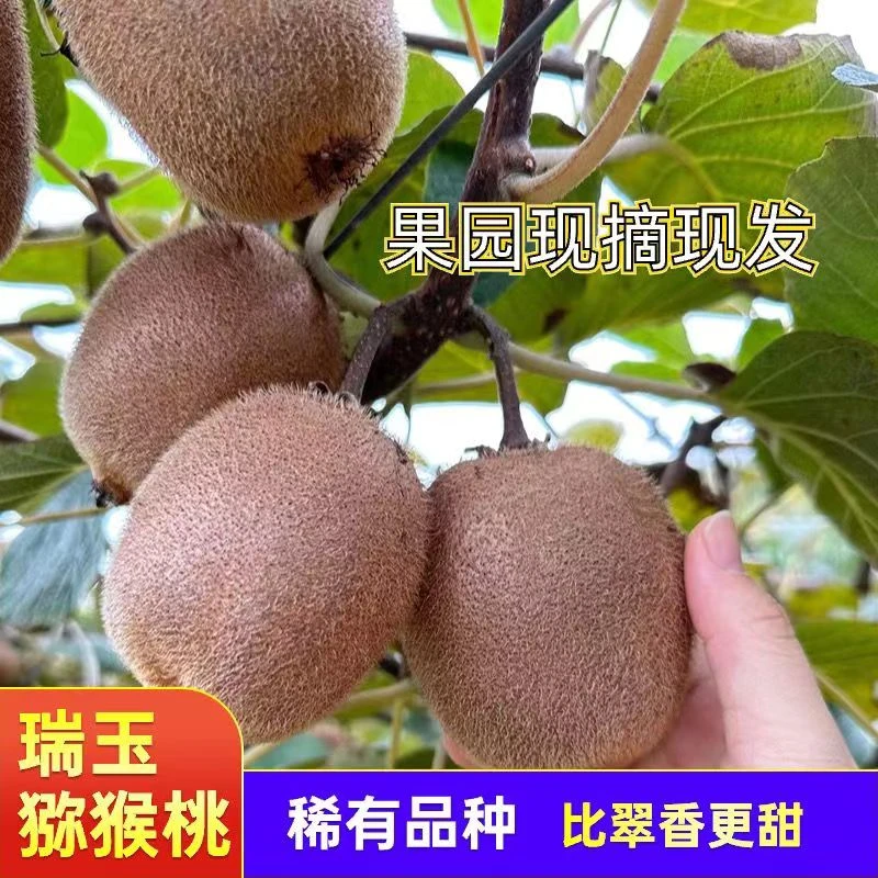 （中通快递）正宗周至猕猴桃瑞玉纯甜无酸70-150克1.8-8.9斤