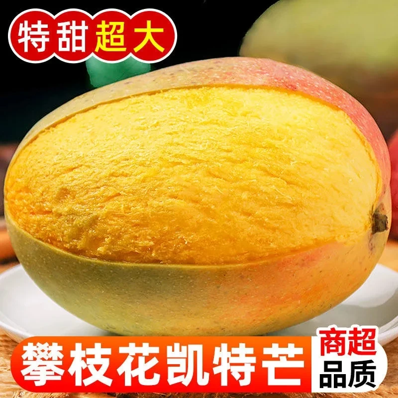 【超大芒果】四川攀枝花凯特芒大芒果新鲜孕妇水果奶茶店特大芒果
