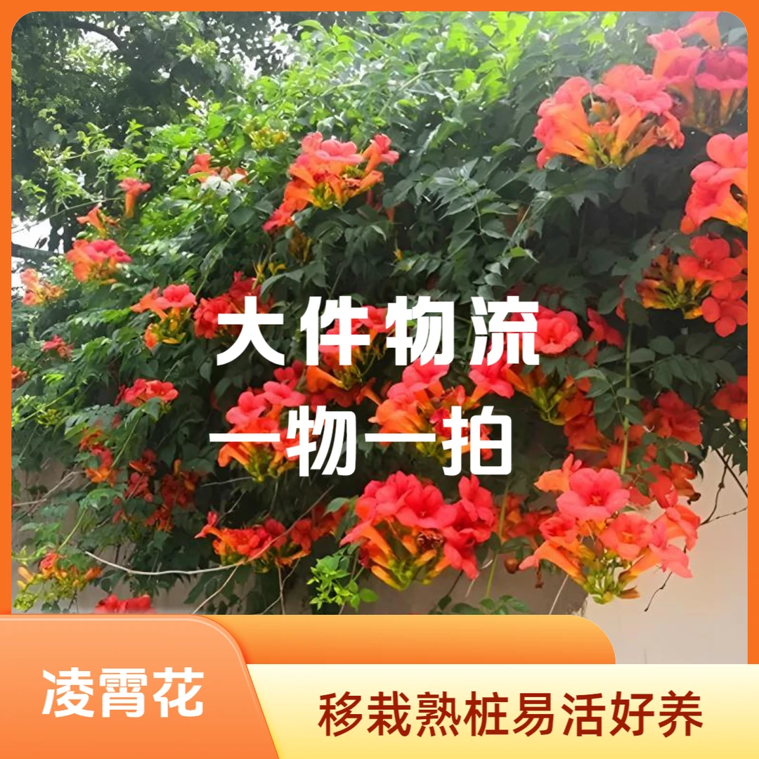 凌霄花爬藤花卉盆栽地庭院花耐寒耐高温栽易活绿荫树网红植物