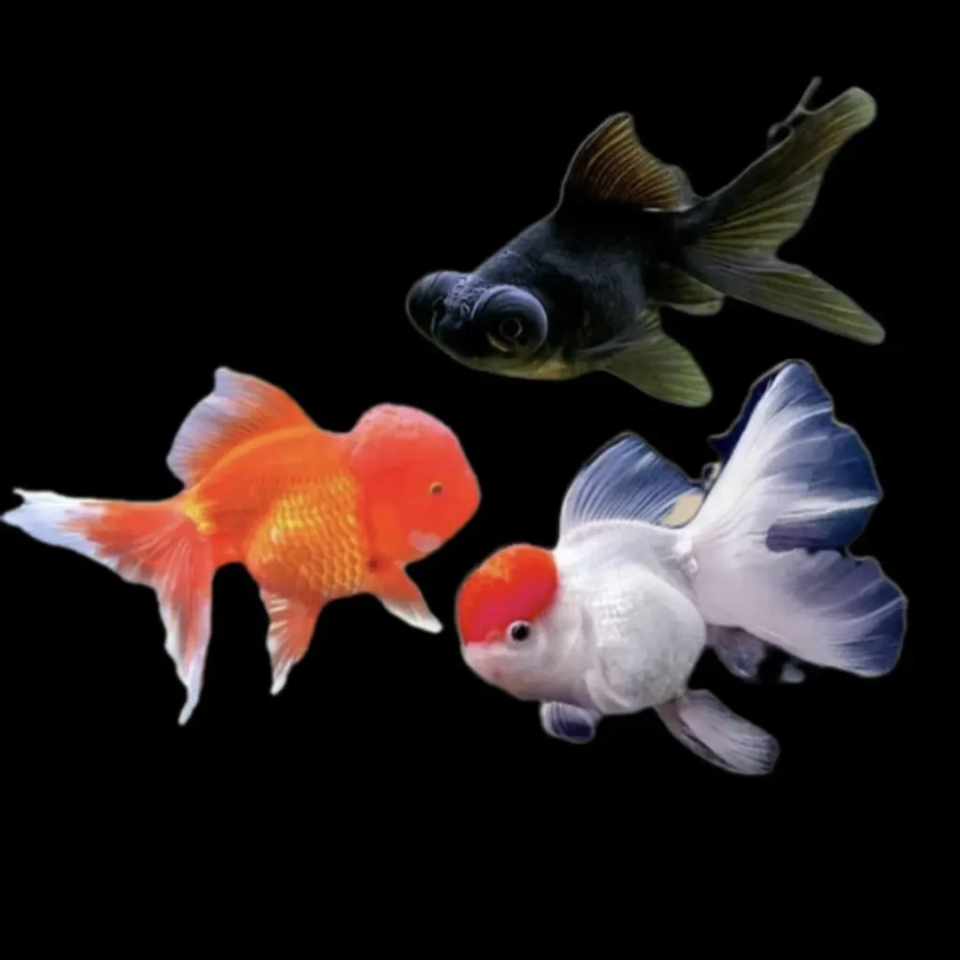 耐活观赏鱼混搭8-11cm