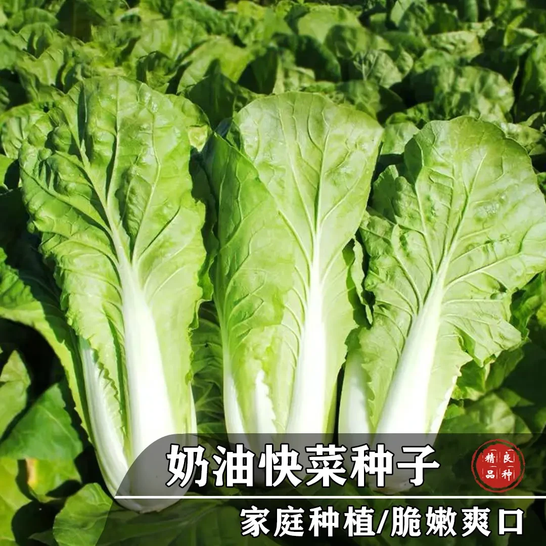 【奶油快菜】四季快菜奶油口感阳台盆栽家庭小院种植蔬菜春季简单
