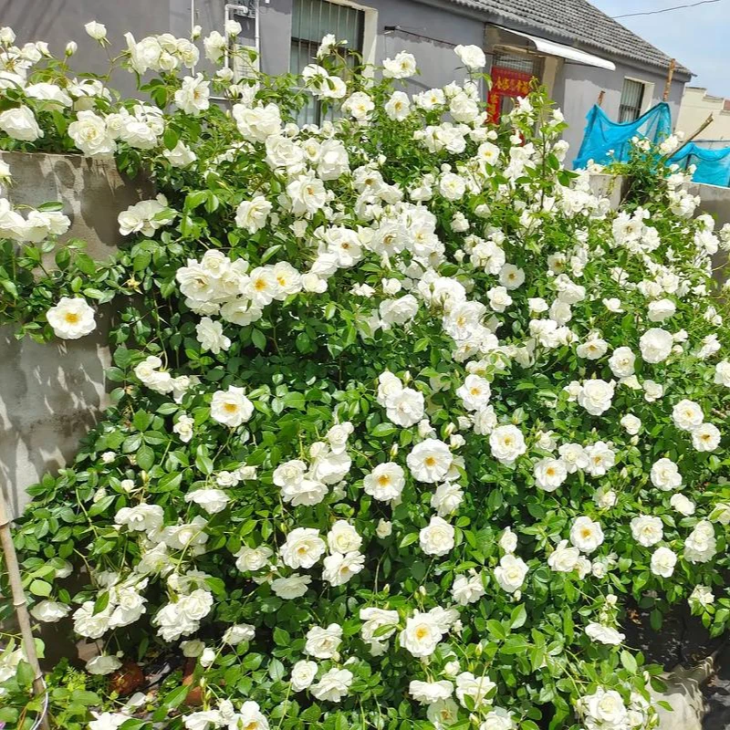 藤冰山特大150CM顺丰发货月季花大花浓香四季开花浓香庭院阳