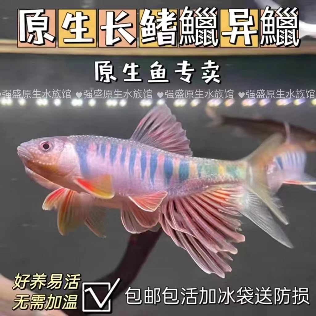 溪流原生长鳍鱲异鱲桃花鱼马口活体养鱼观赏鱼溪哥冷水鱼观赏鱼