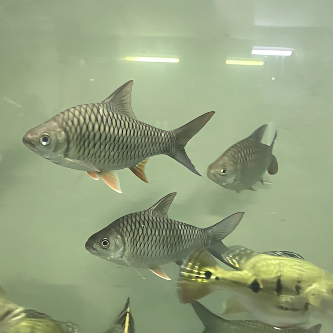 泰国柠檬鲫鱼 龙虎配鱼 10-15公分活体 热带鱼 观赏鱼