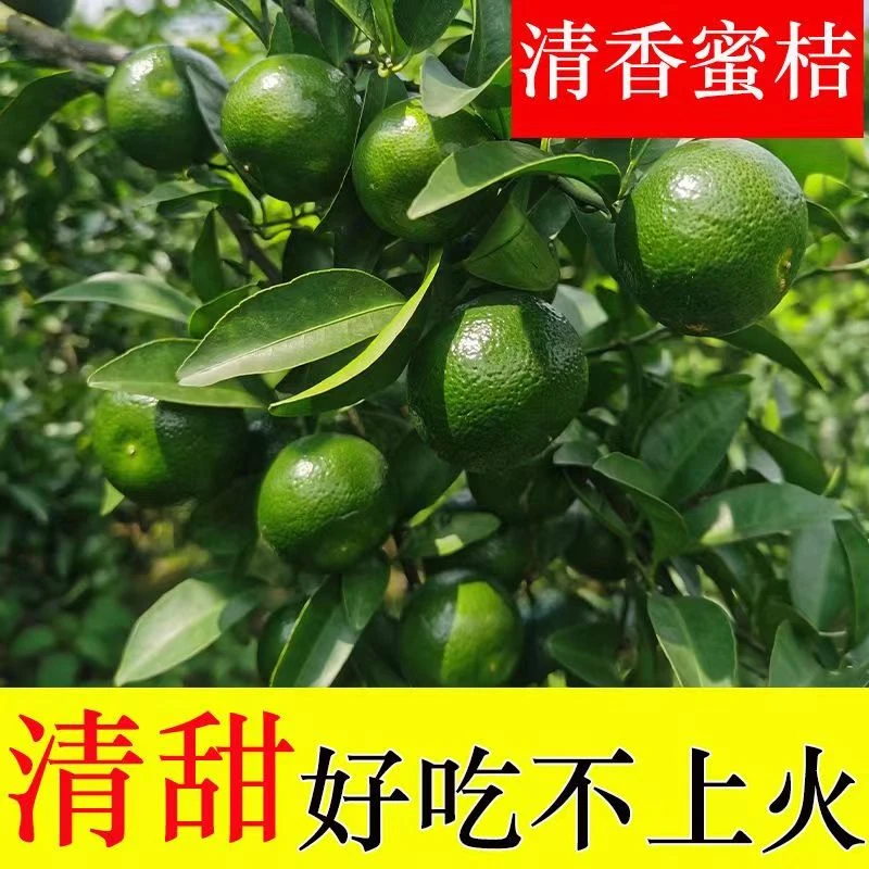 广西清香蜜桔清甜新鲜水果青皮橘现摘多汁直供好吃甘甜