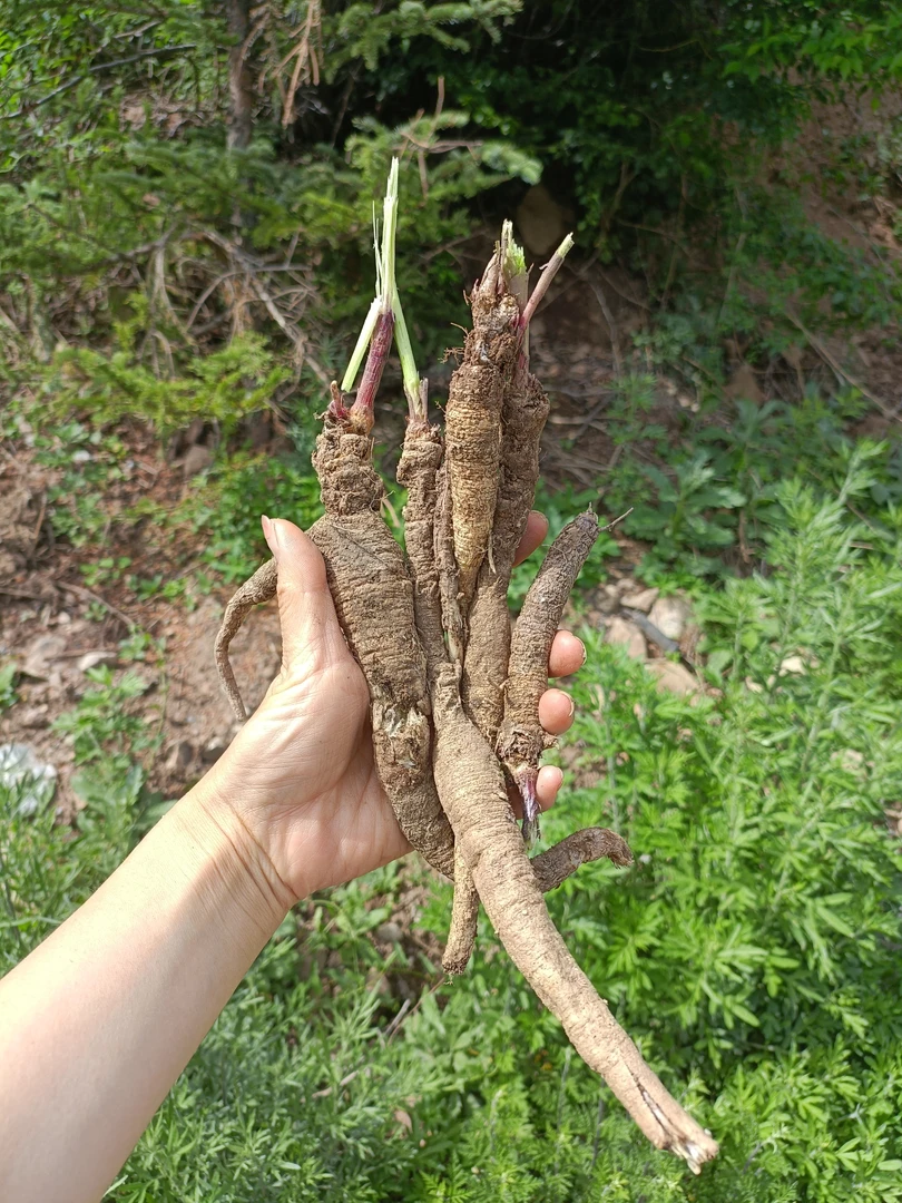 野外采挖~山货沙参~整条 ~250克包邮