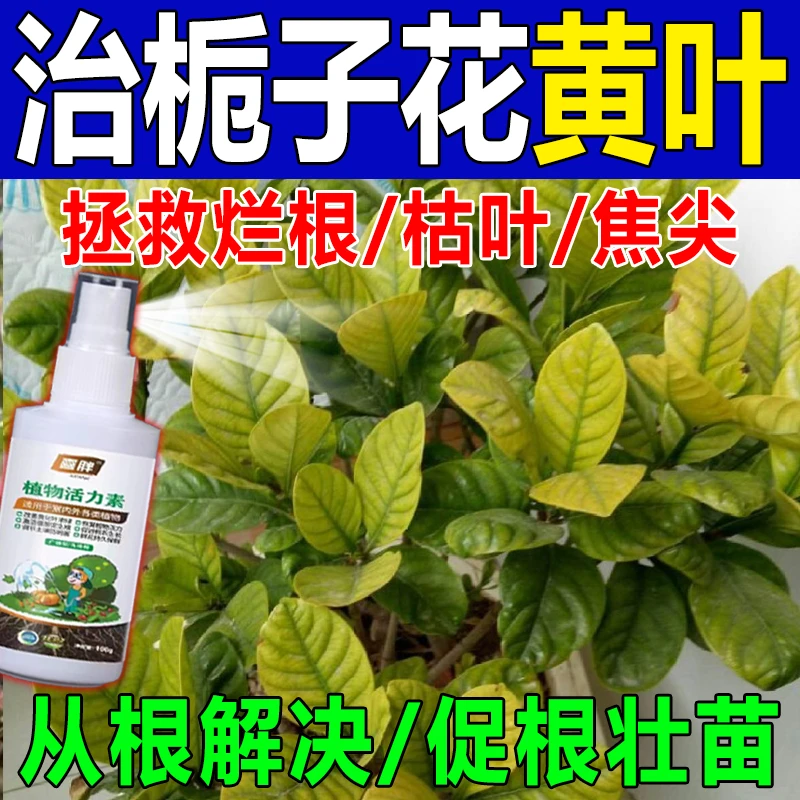 【急救】栀子花专用营养液治叶子发黄枯萎掉苞生长慢不开花通用肥