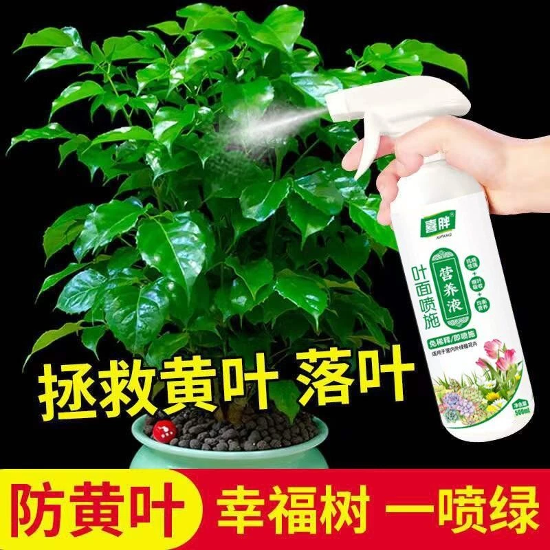 幸福树营养液干枝黄叶一喷绿营养液叶面肥花卉肥料免稀释亮叶
