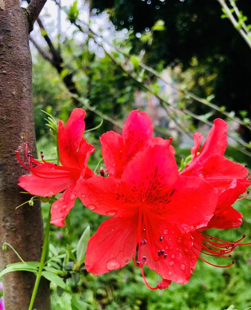 高山映山红，鸡血红盆景素材【直播间一物一拍】