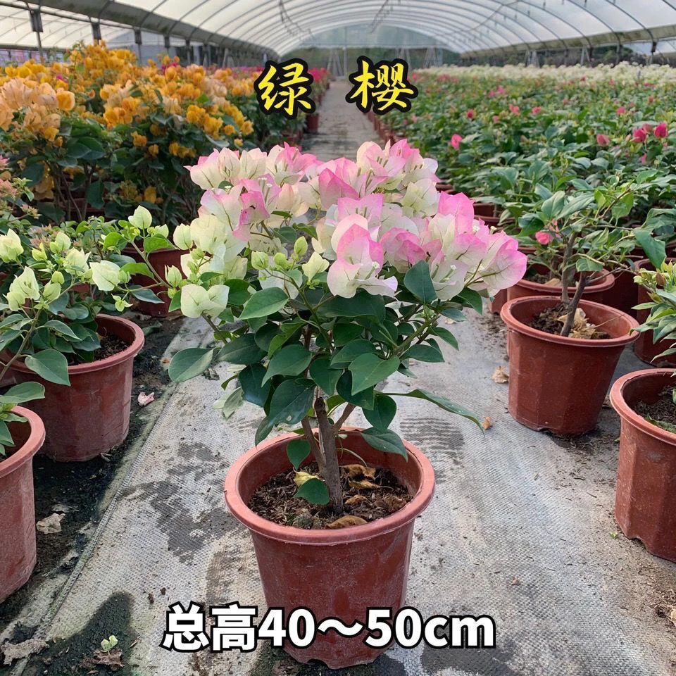 绿叶樱花三角梅盆栽星花怒放
