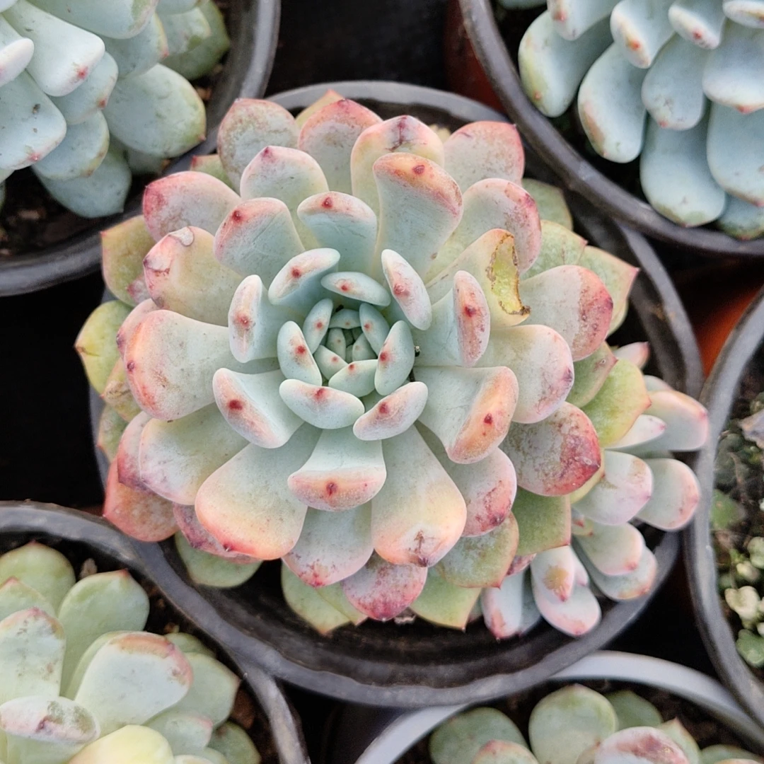 雪爪爪3颗/累计拍满9.99包邮/ 吹吹多肉/多肉养护