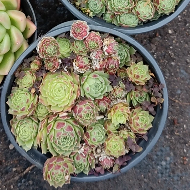 爱德华的球《3》盆带盆带土（累计满9.99包邮）/吹吹多肉多肉植物老桩