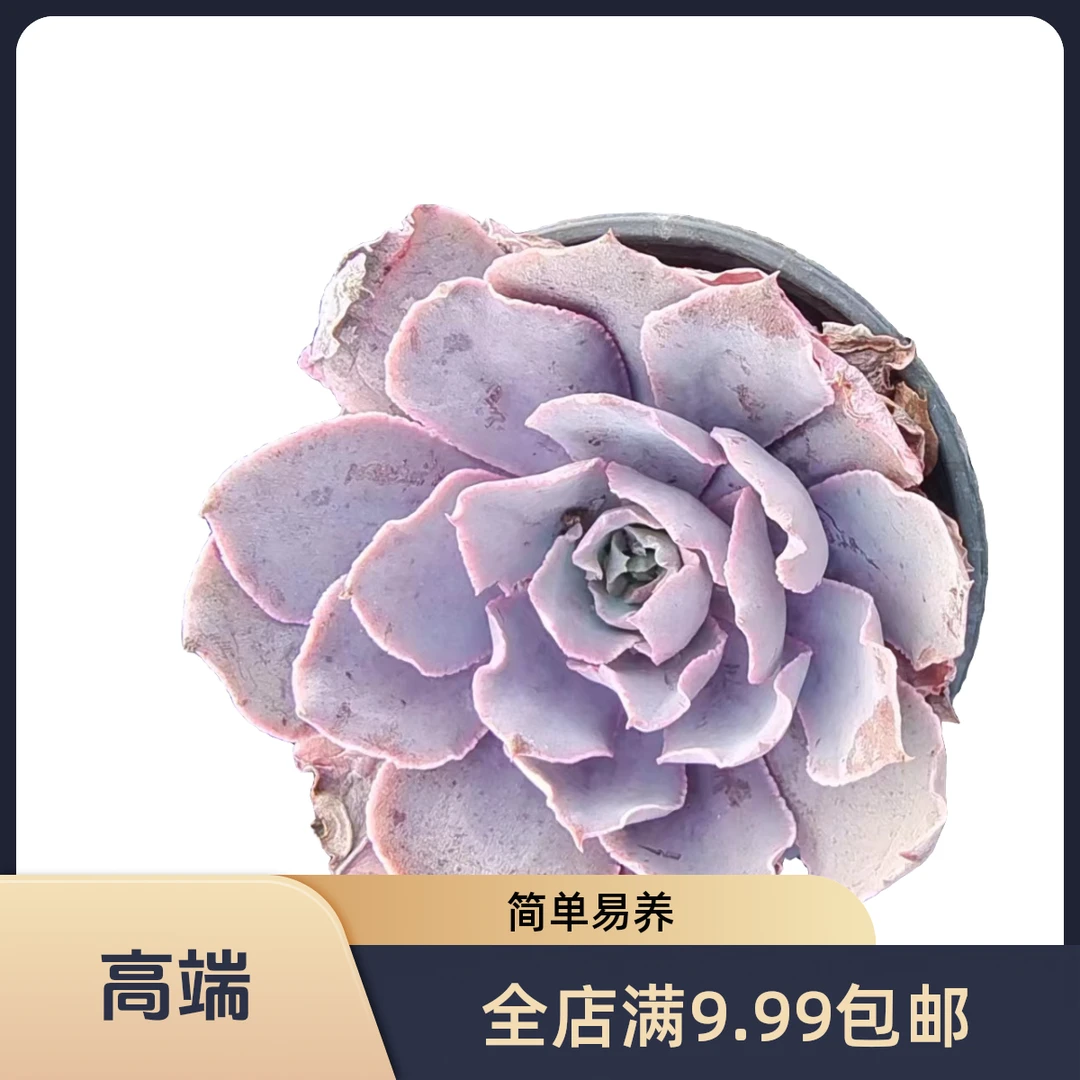 Pinky姘克【2】颗/粉色天使（满9.99包邮）吹吹多肉星花怒放