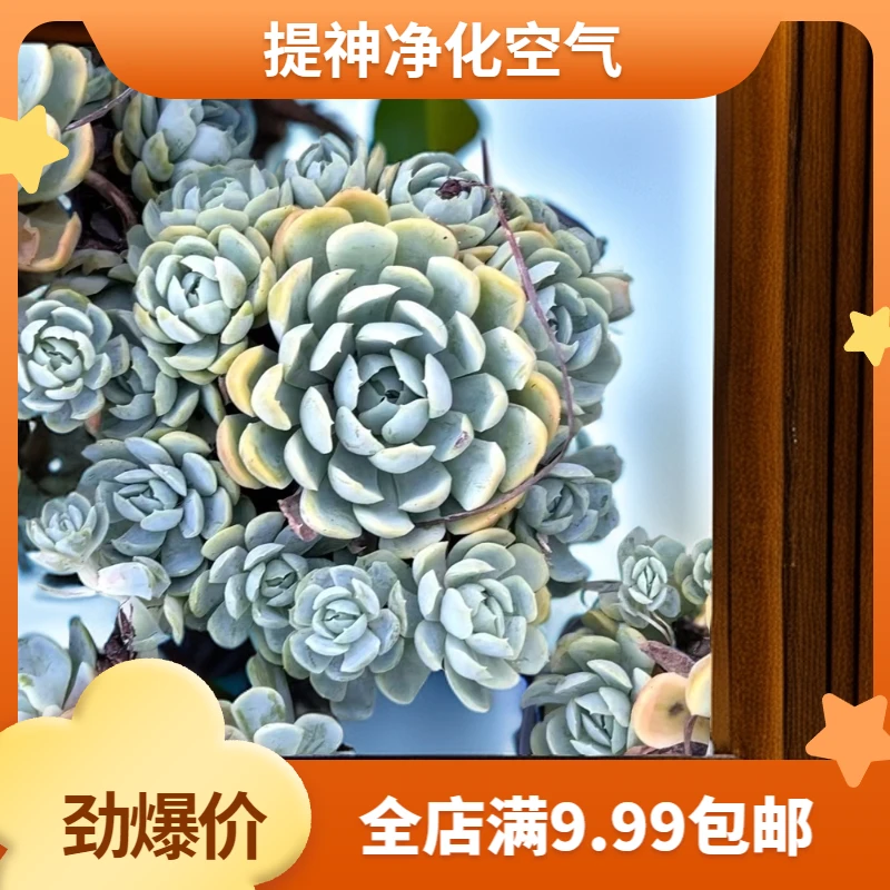 贝瑞【2】盆带盆（满9.99包邮） 吹吹多肉