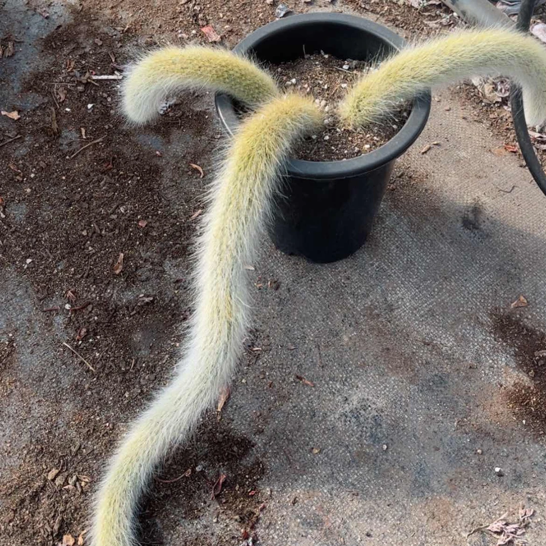 【闪购商品】孤品九尾狐