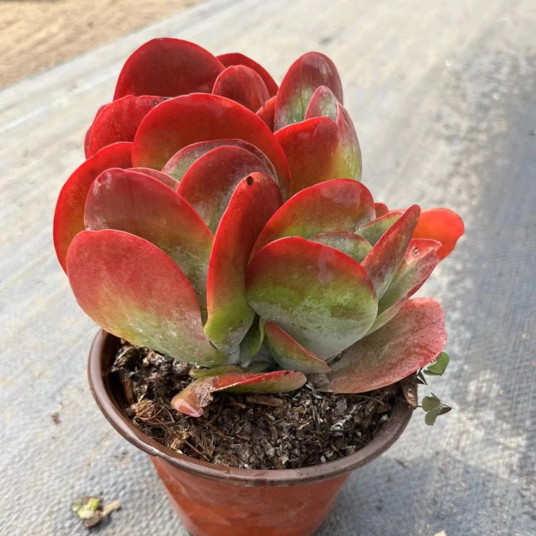 处理尾货唐印【10】盆（下单包邮）吹吹多肉空气上盆发货